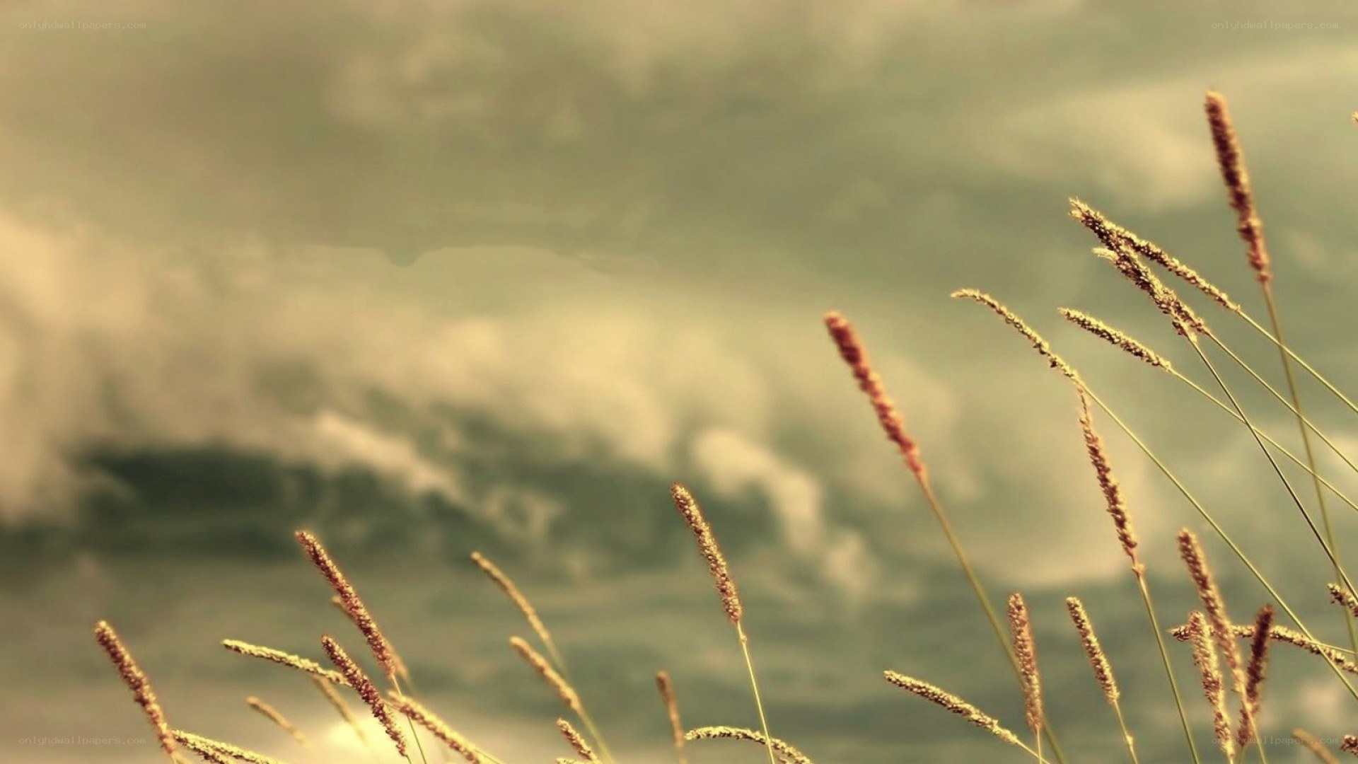 Grass in the wind by the sea