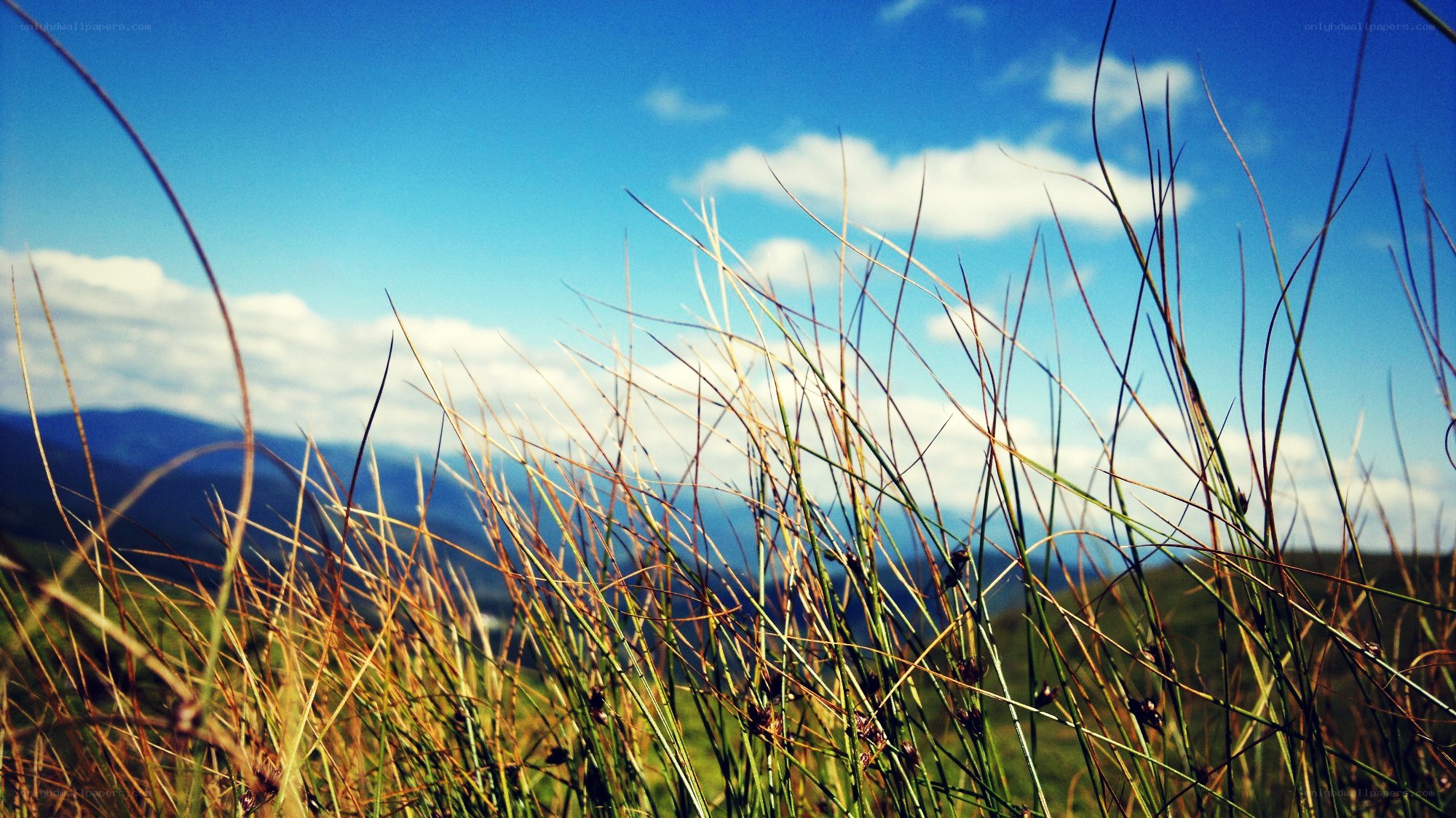 Grass in the wind with mountains