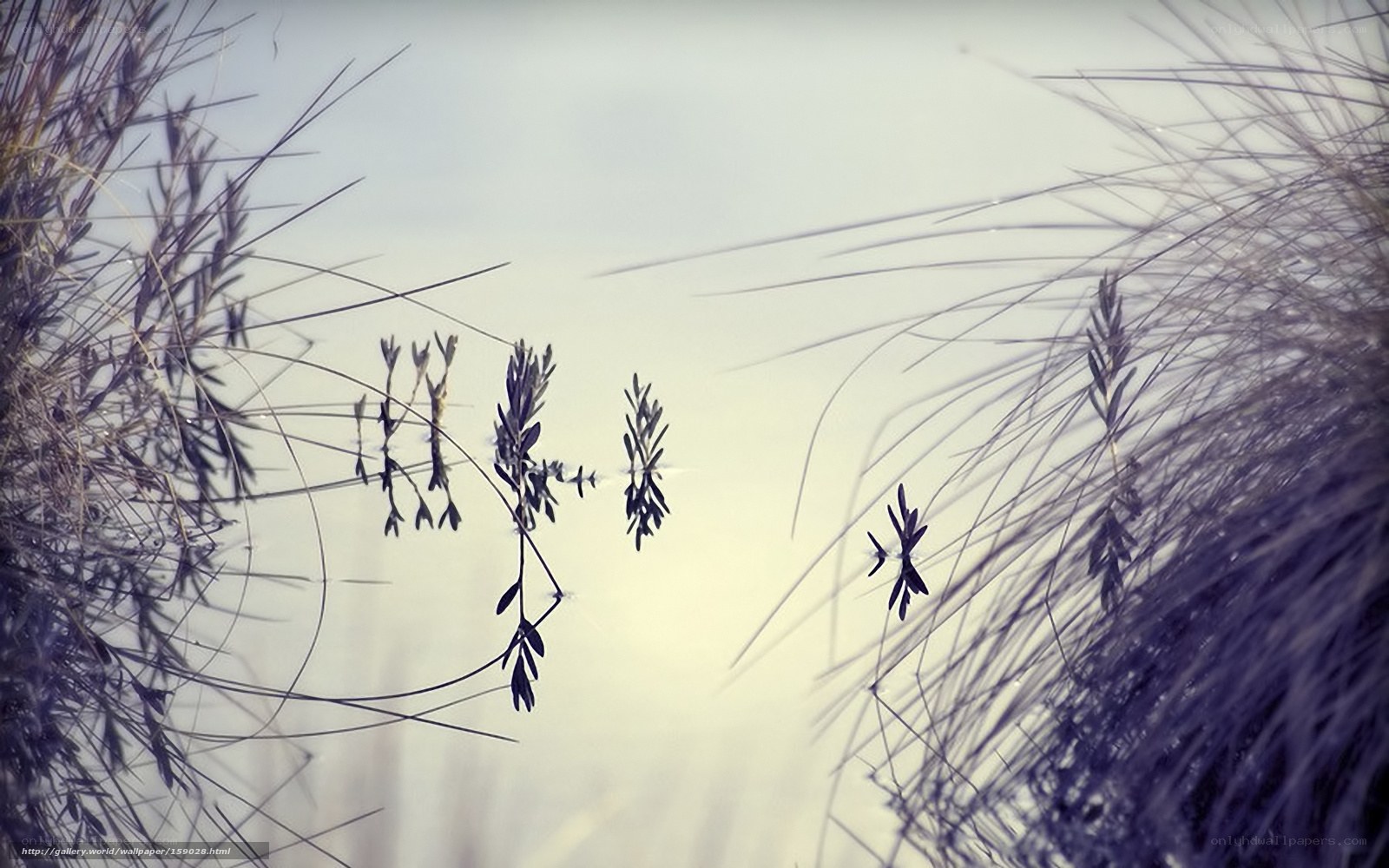 Grass in the wind