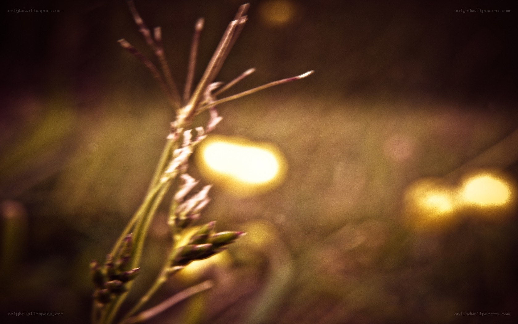 Grass in warm light