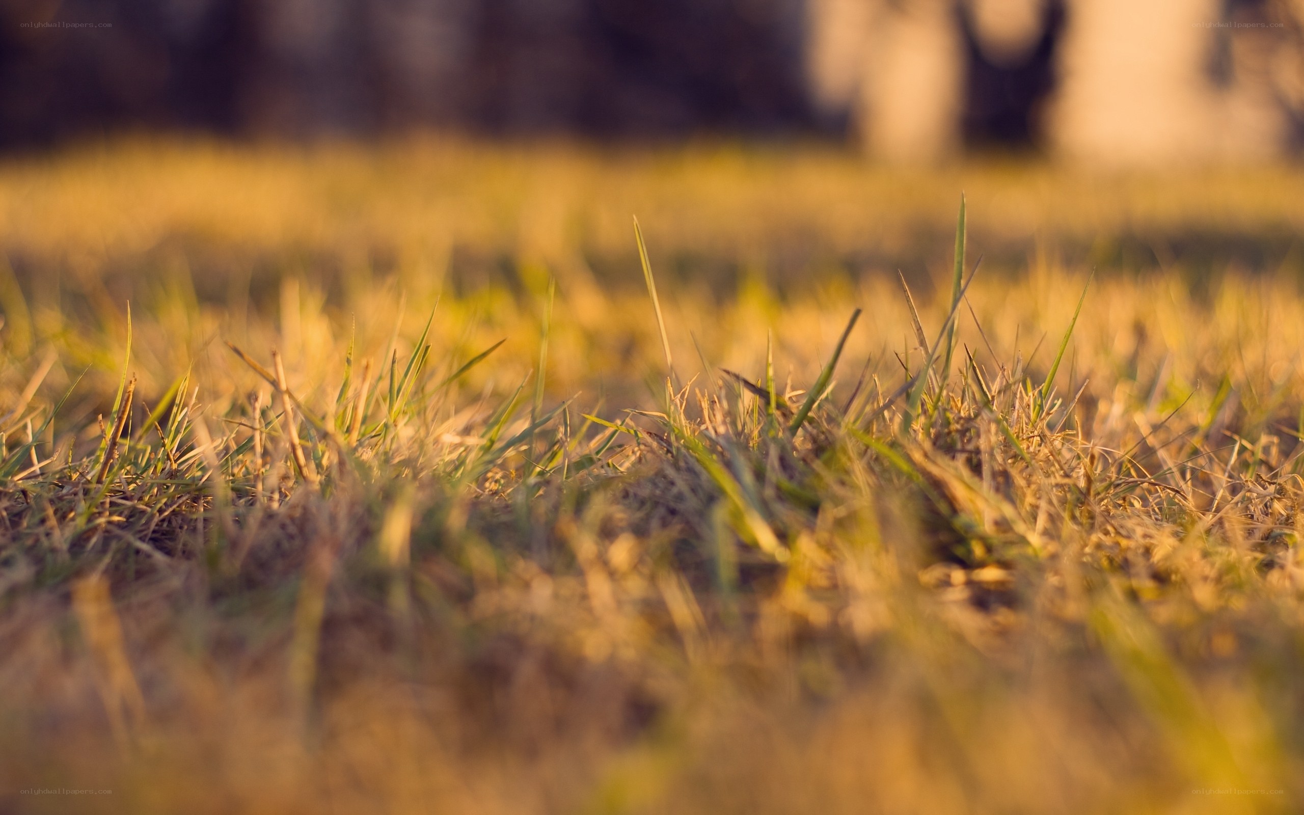 Grass in warm sunlight