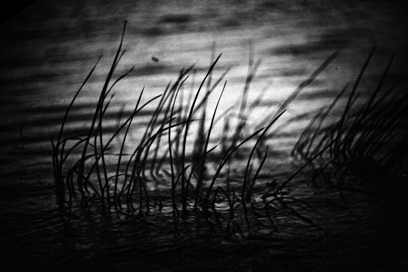 Grass in water at night