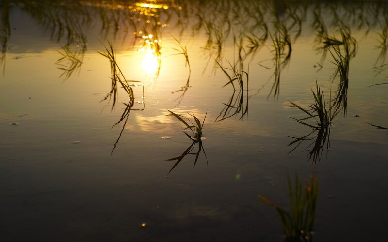 Grass in Water at Sunset