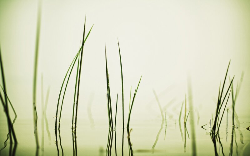 Grass in Water