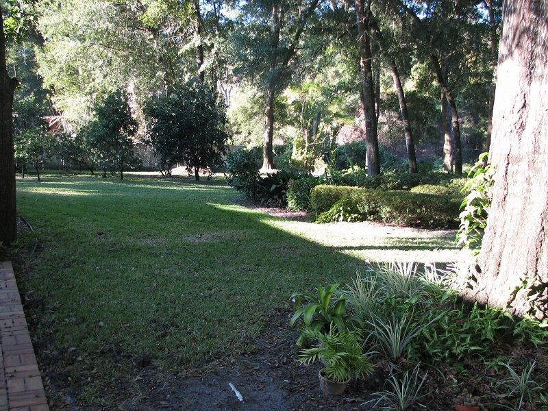 Grass Lawn with Trees