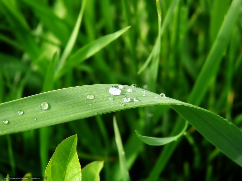 Grass Leaf with Dew Drops