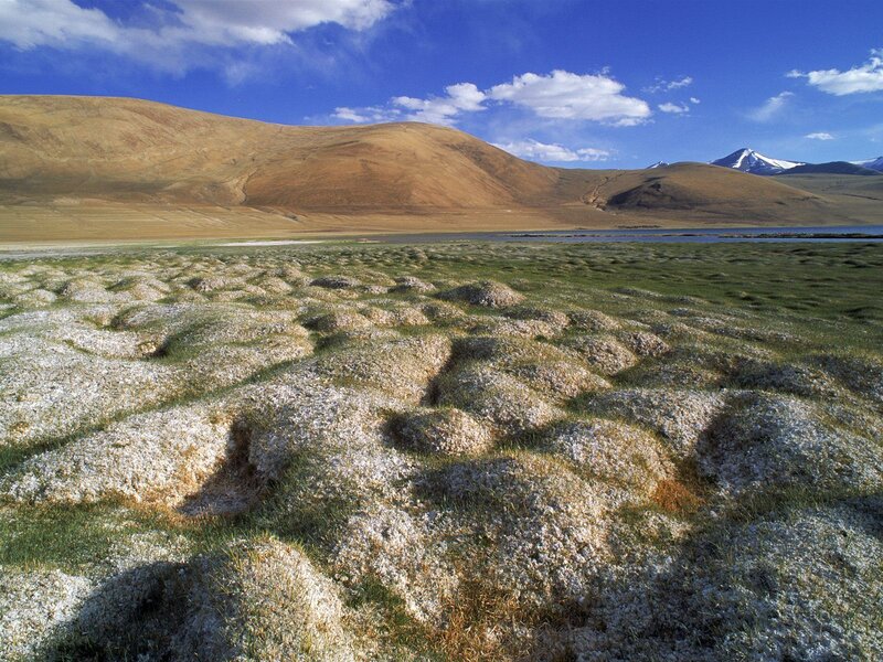 Grass mounds in a high-altitude valley