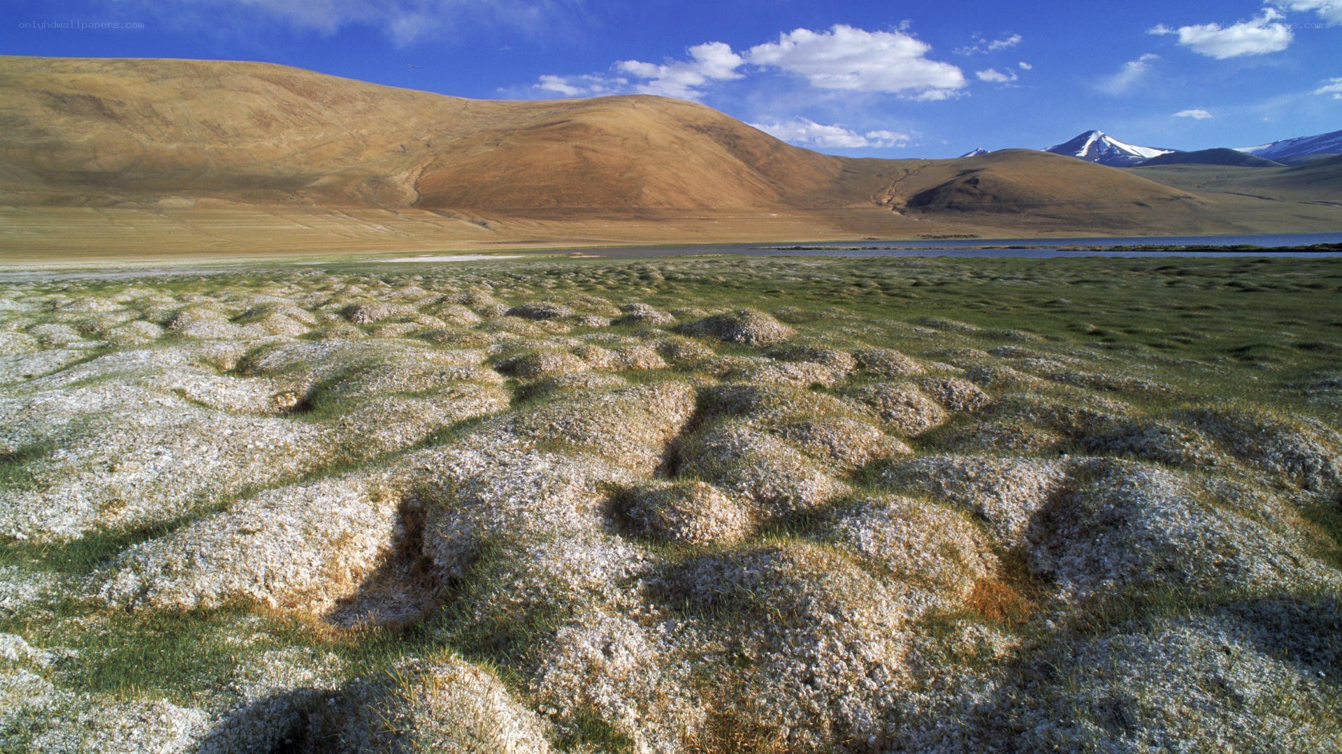 Grass mounds in high-altitude landscape