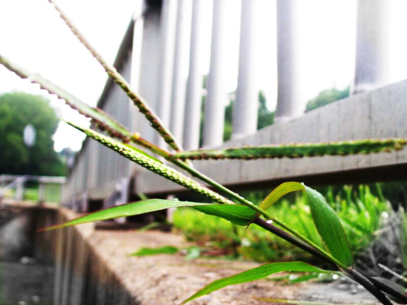 Grass near a bridge
