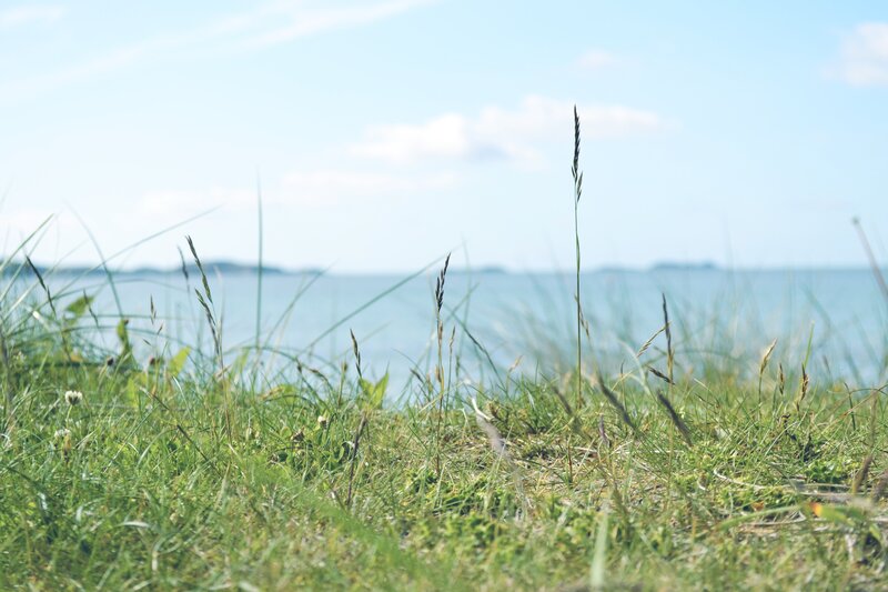 Grass Near the Sea