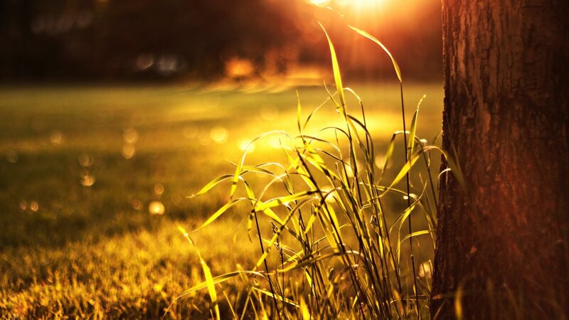 Grass Near Tree Trunk