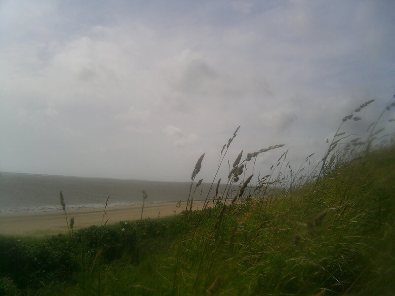 Grass on a cloudy beach