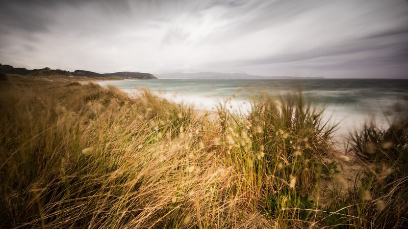 Grass on a coastal dune