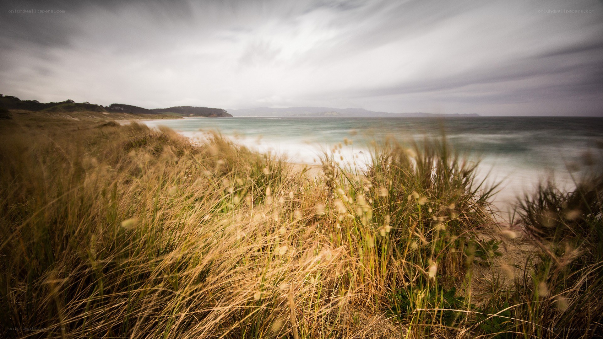 Grass on a coastal dune