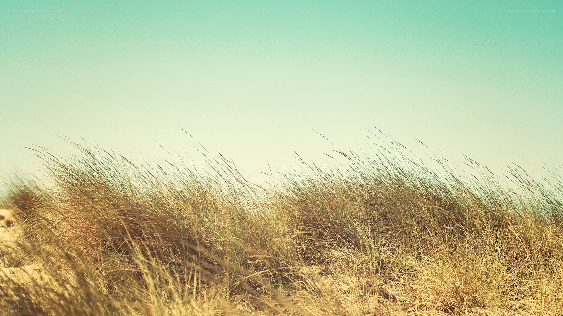 Grass on a dune under blue sky