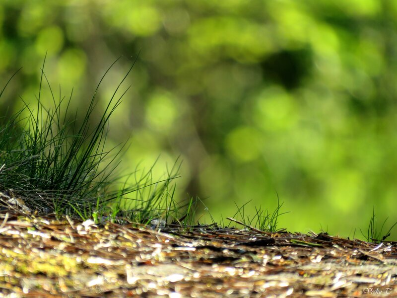 Grass on a Log