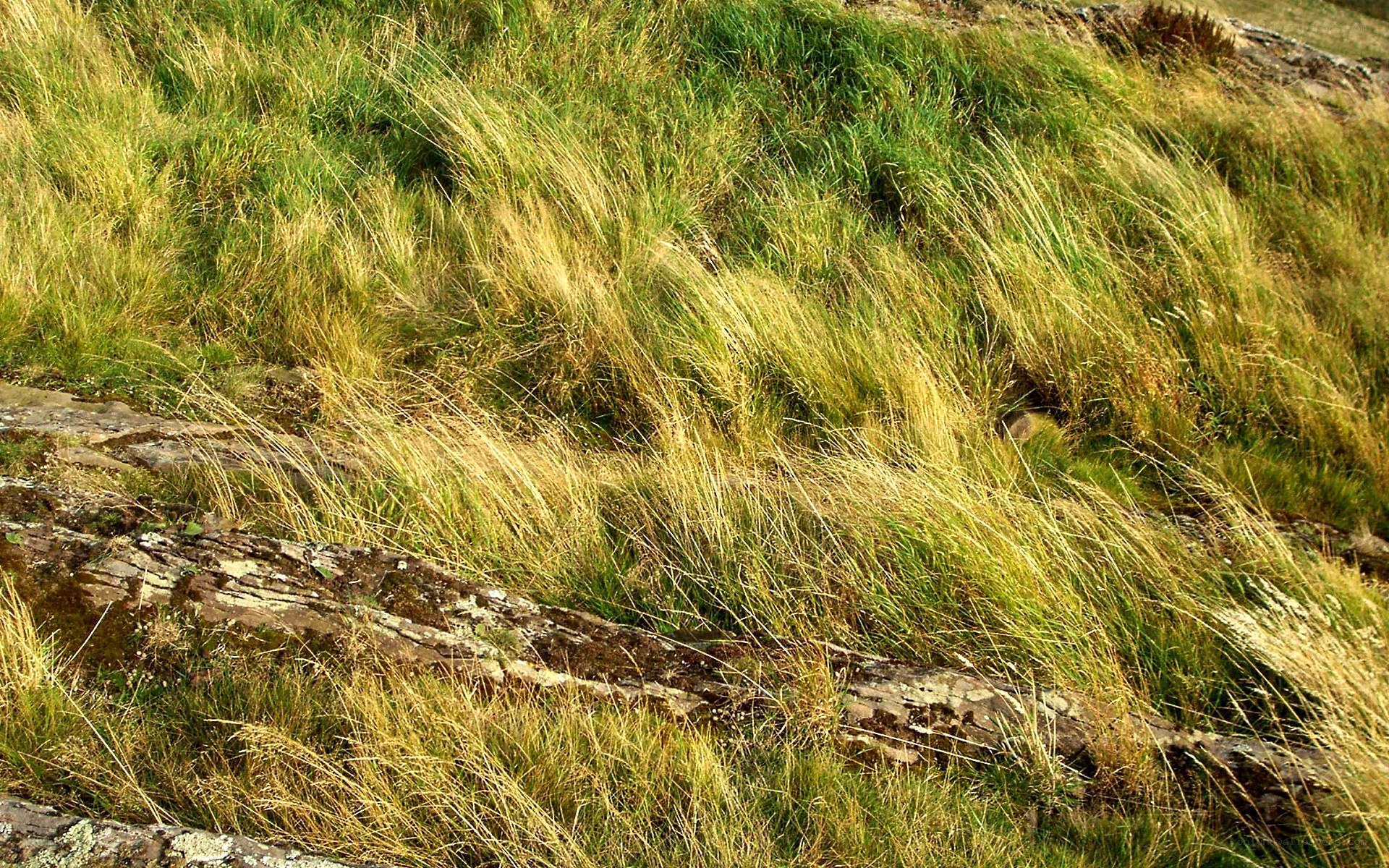 Grass on a rocky slope
