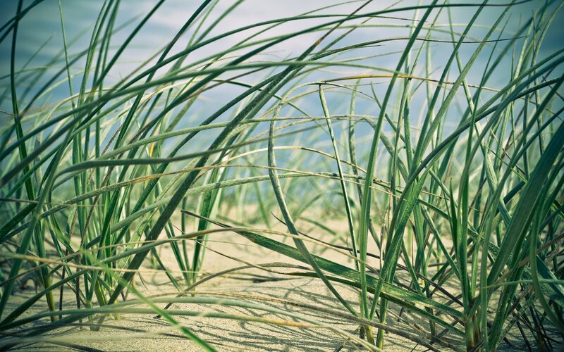 Grass on a sandy beach