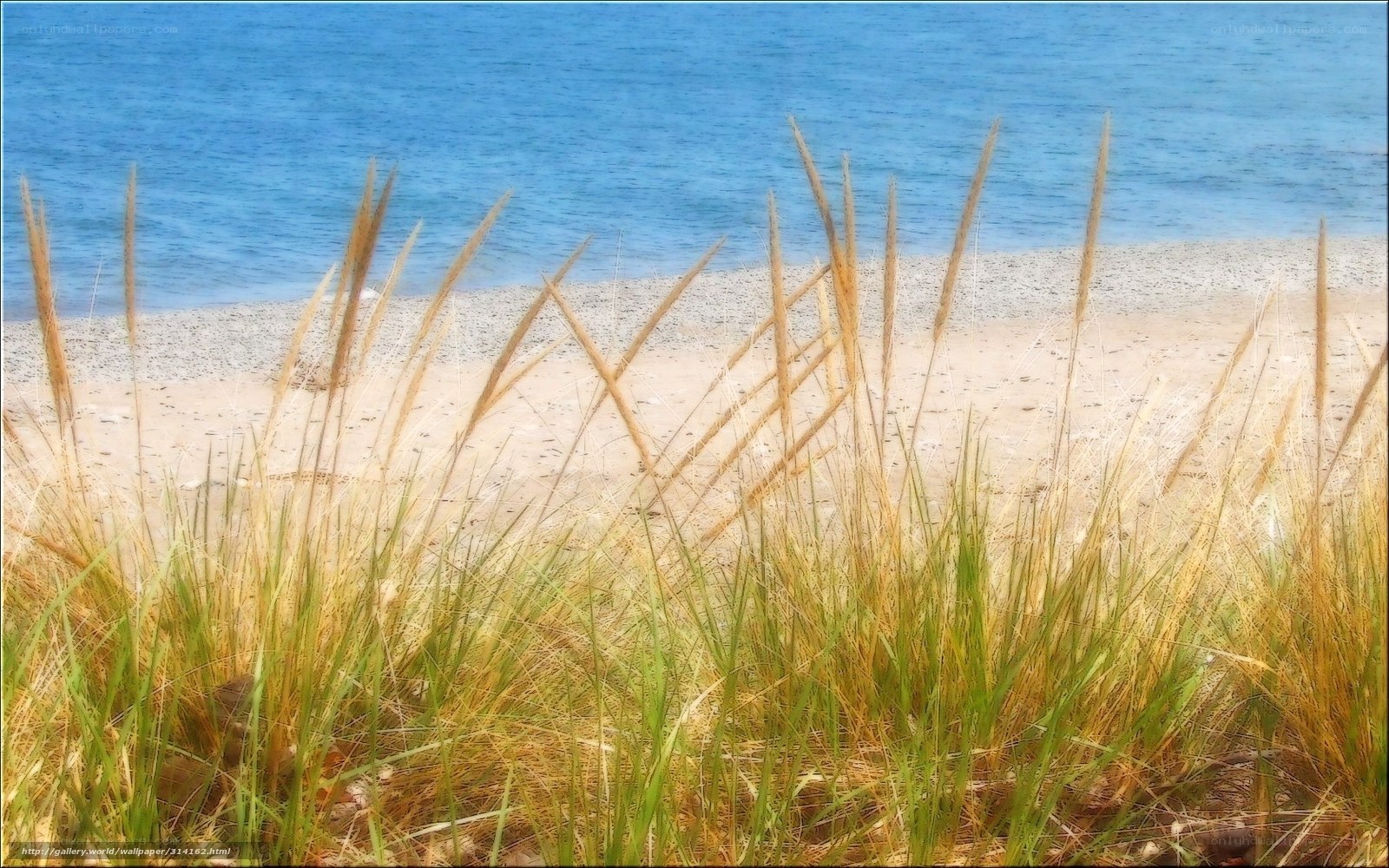 Grass on a sandy beach