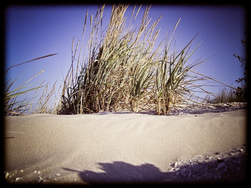 Grass on a sandy dune