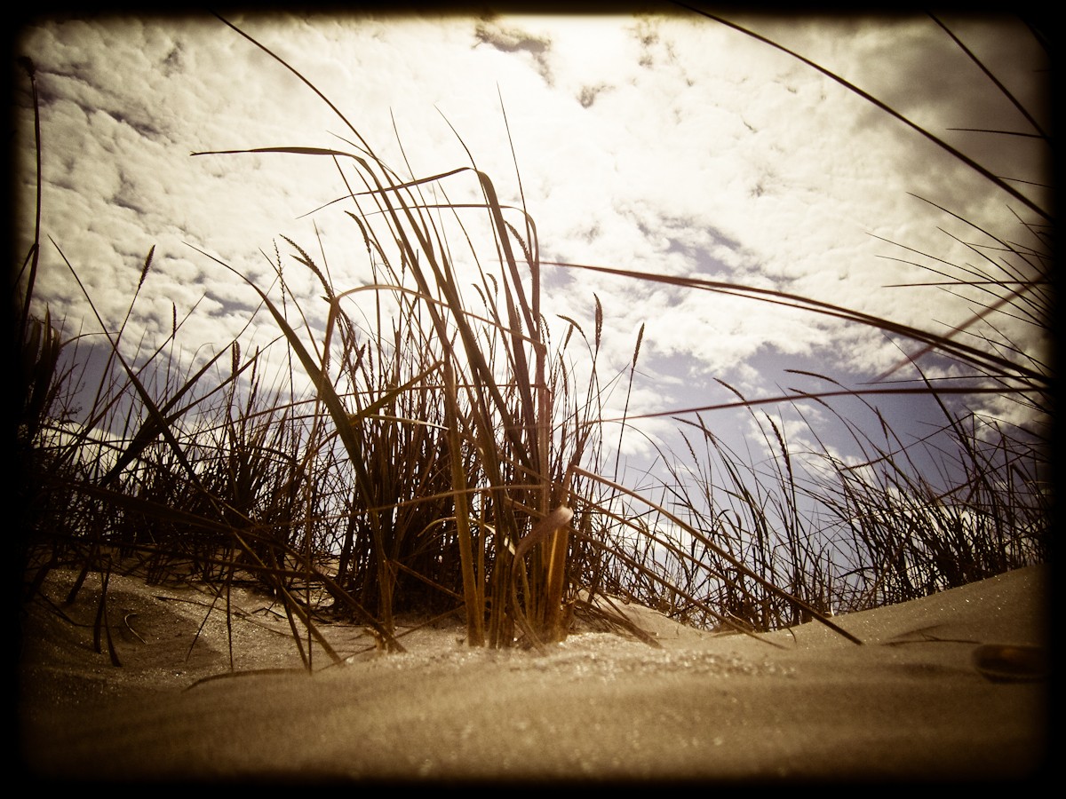 Grass on a sandy dune
