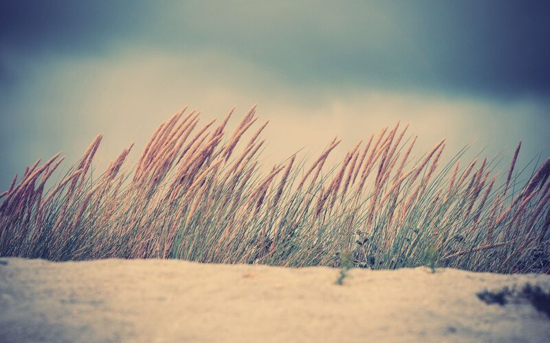 Grass on a sandy dune