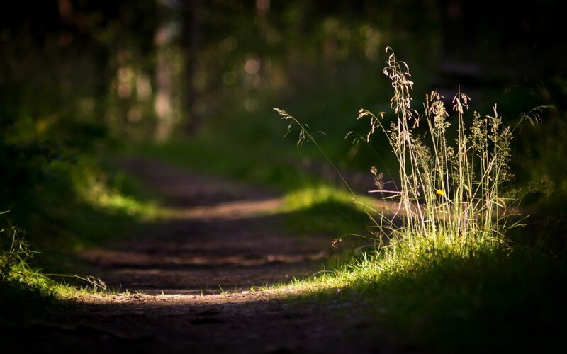 Grass on Forest Path