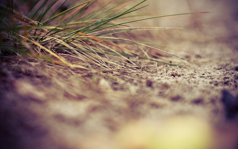Grass on sandy ground