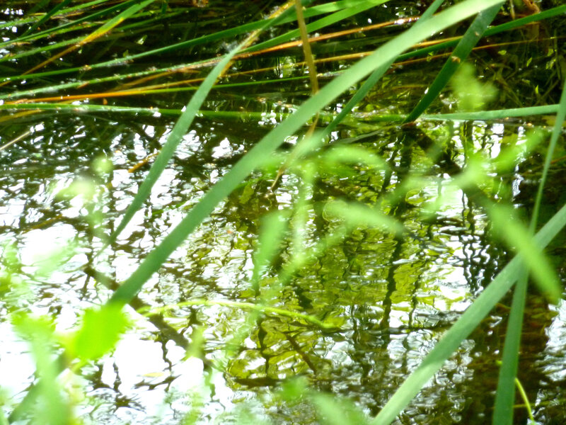 Grass over pond water