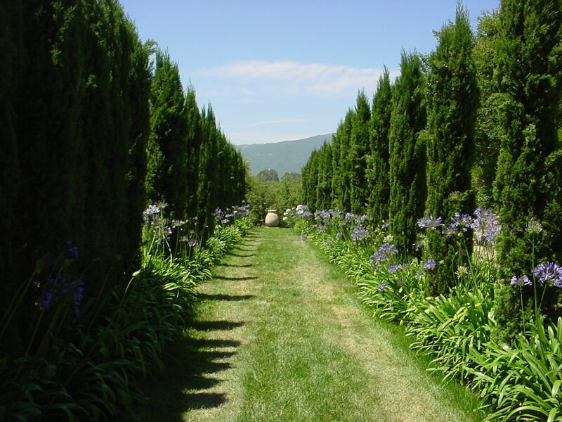 Grass Path Between Hedges