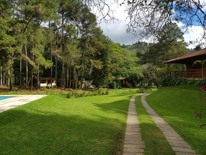 Grass Path in Forest — Green