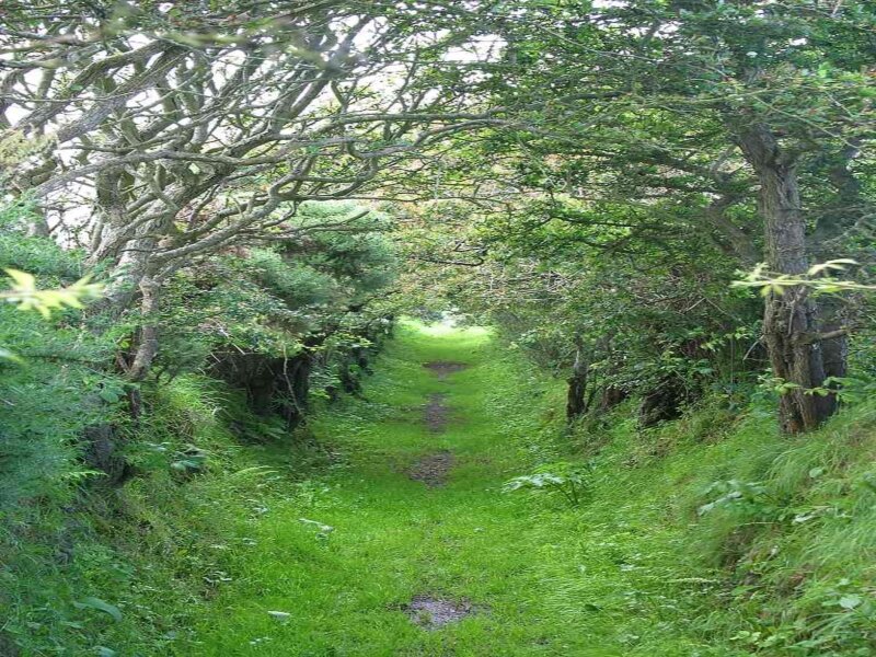 Grass Path in Forest