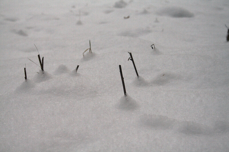 Grass poking through snow