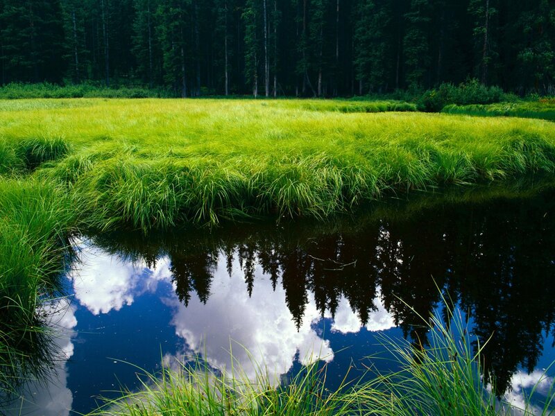 Grass Pond Reflection