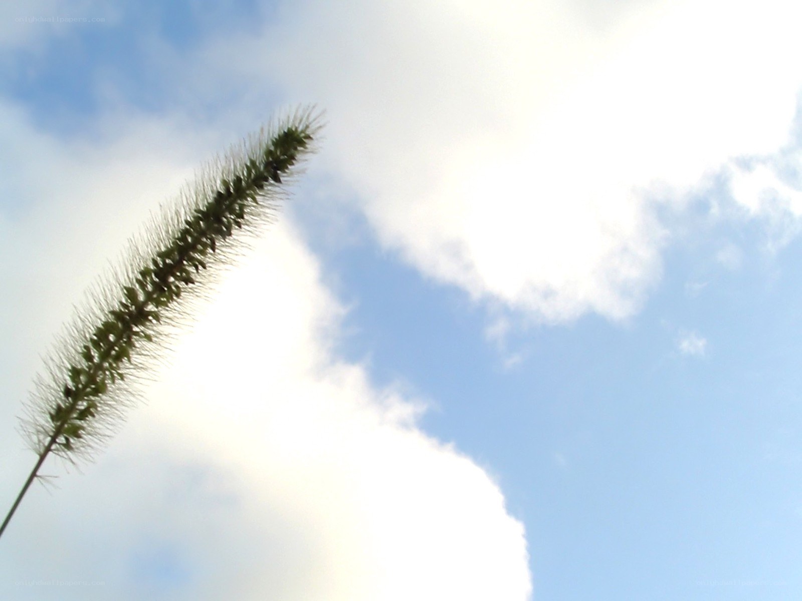Grass seed head against sky