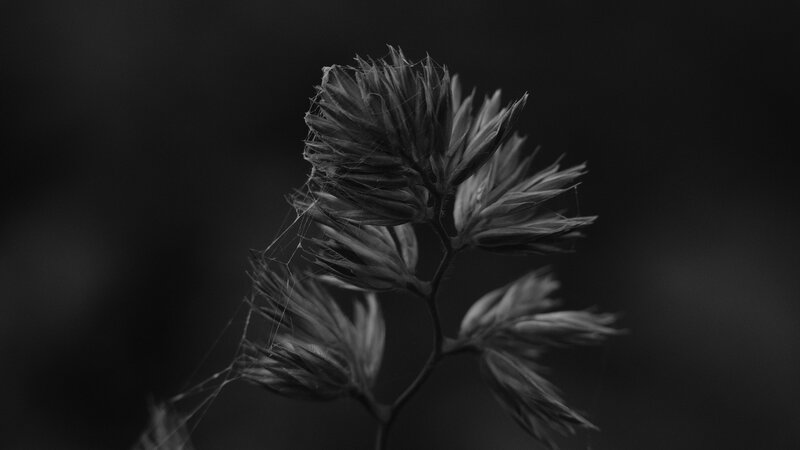 Grass Seed Head — Black, Dramatic