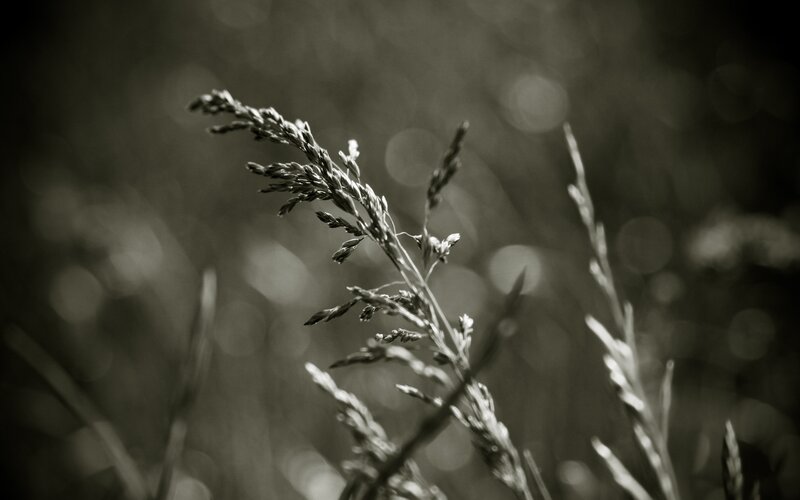 Grass Seed Head — Black