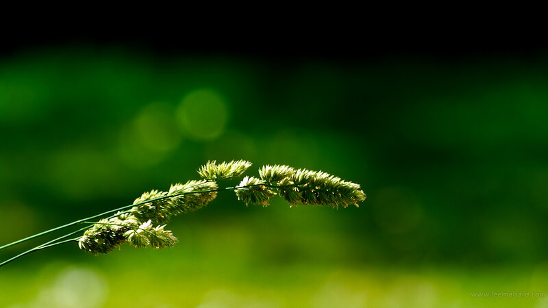 Grass Seed Head — Green, Serene