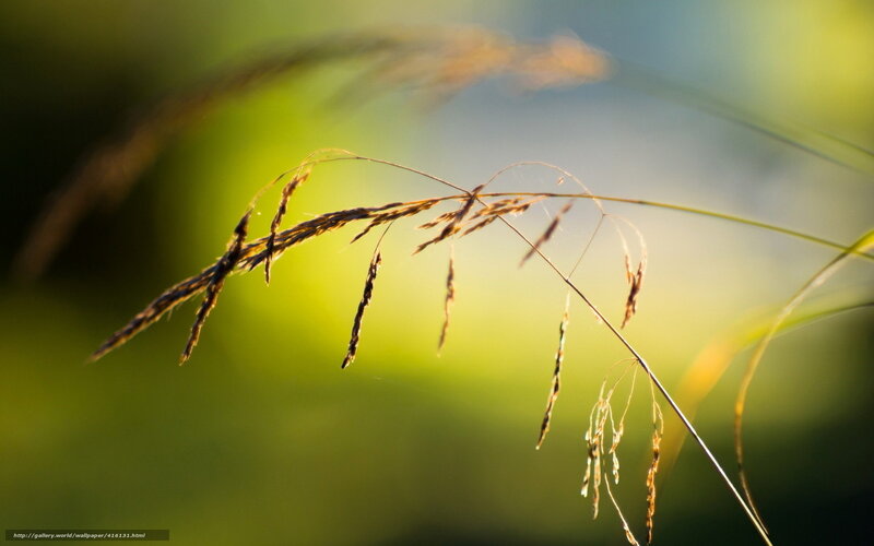 Grass Seed Head — Green