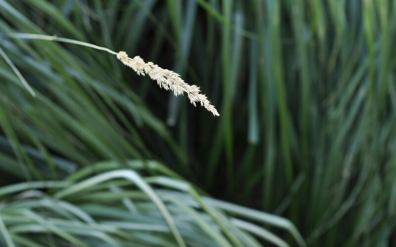 Grass seed head in focus