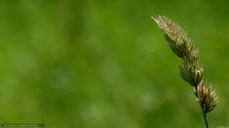 Grass seed head in focus