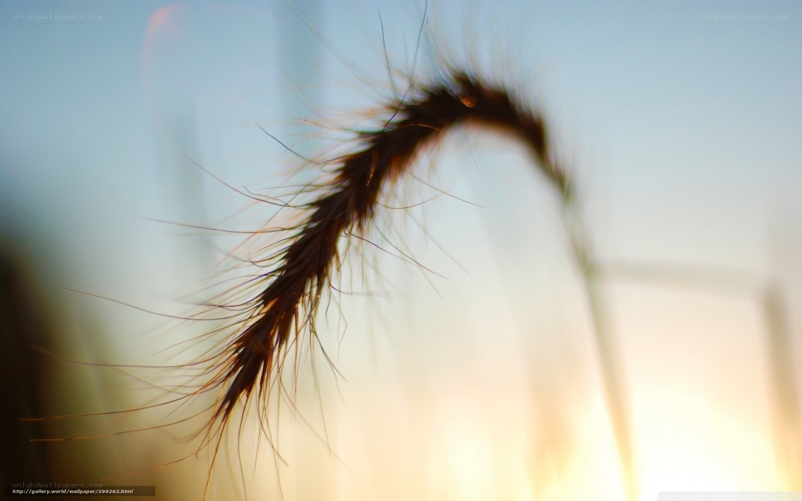 Grass seed head in sunlight