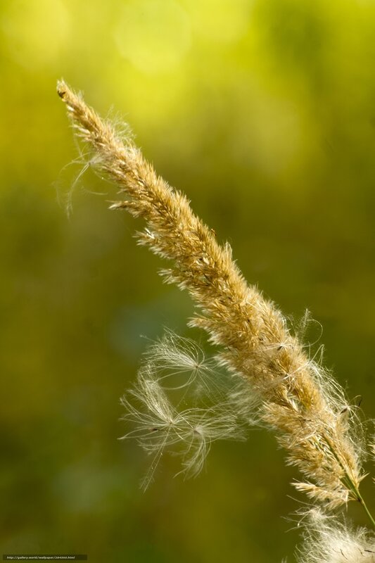 Grass seed head in sunlight