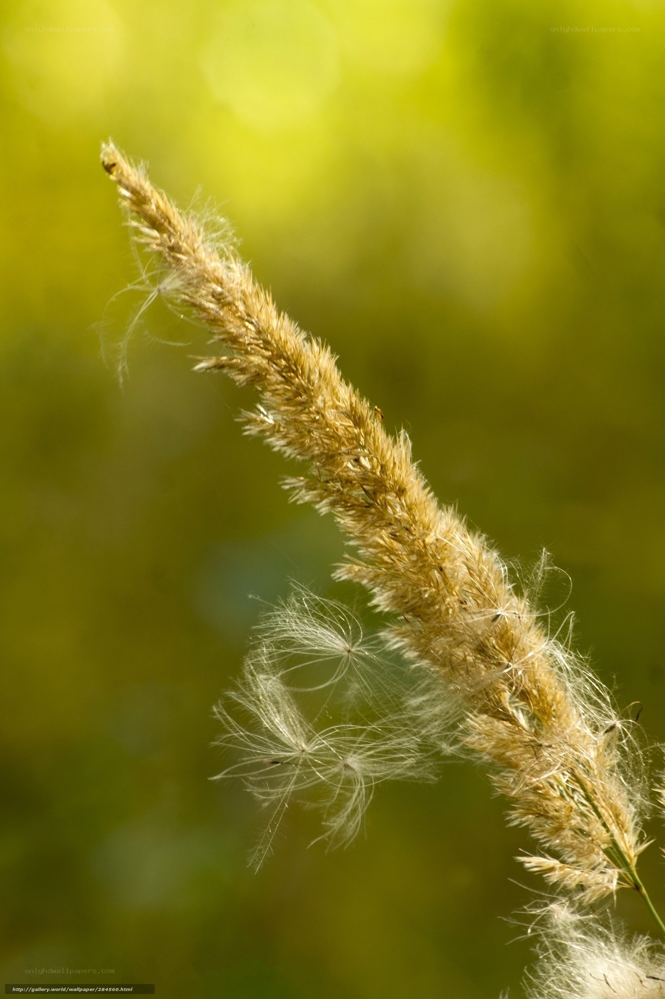 Grass seed head in sunlight