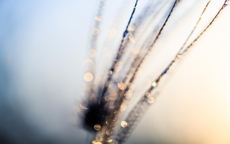 Grass Seed Head — White