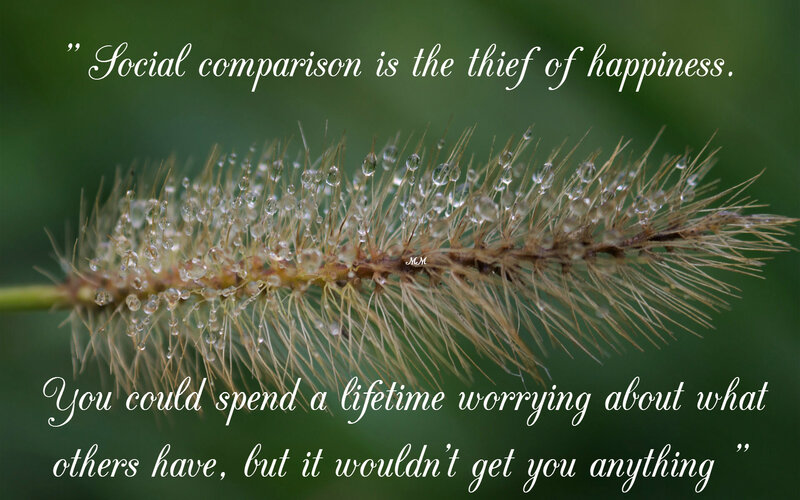 Grass Seed Head with Dew