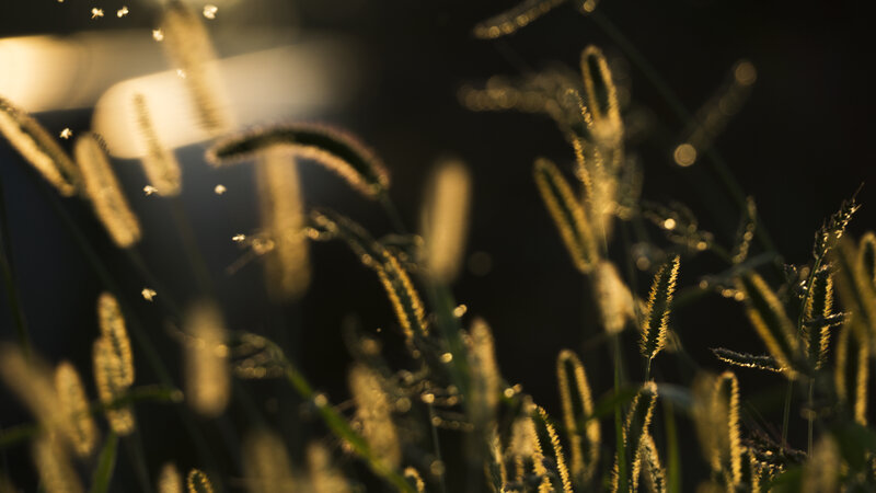 Grass Seed Heads at Dusk
