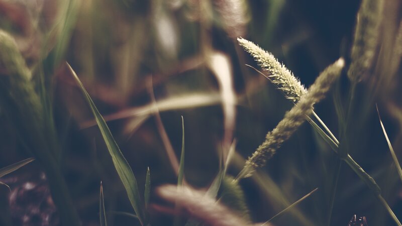 Grass Seed Heads — Green