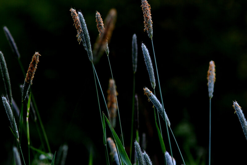 Grass seed heads in dim light
