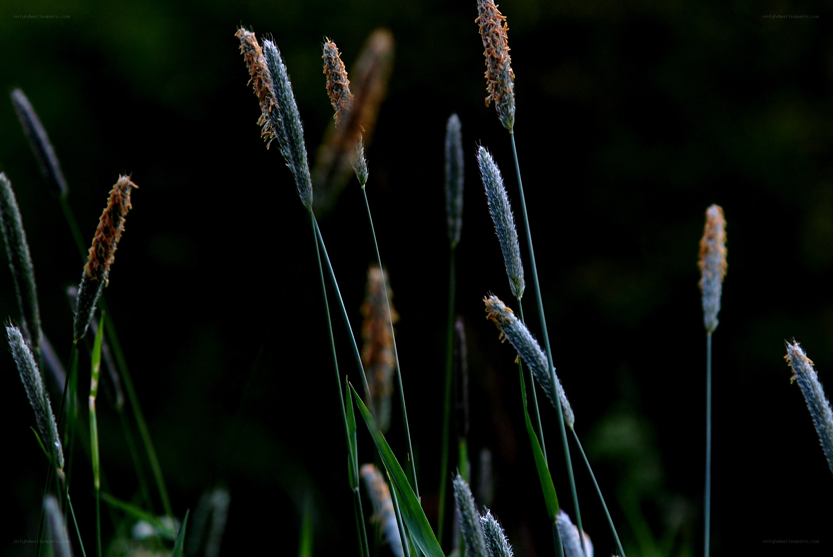 Grass seed heads in dim light